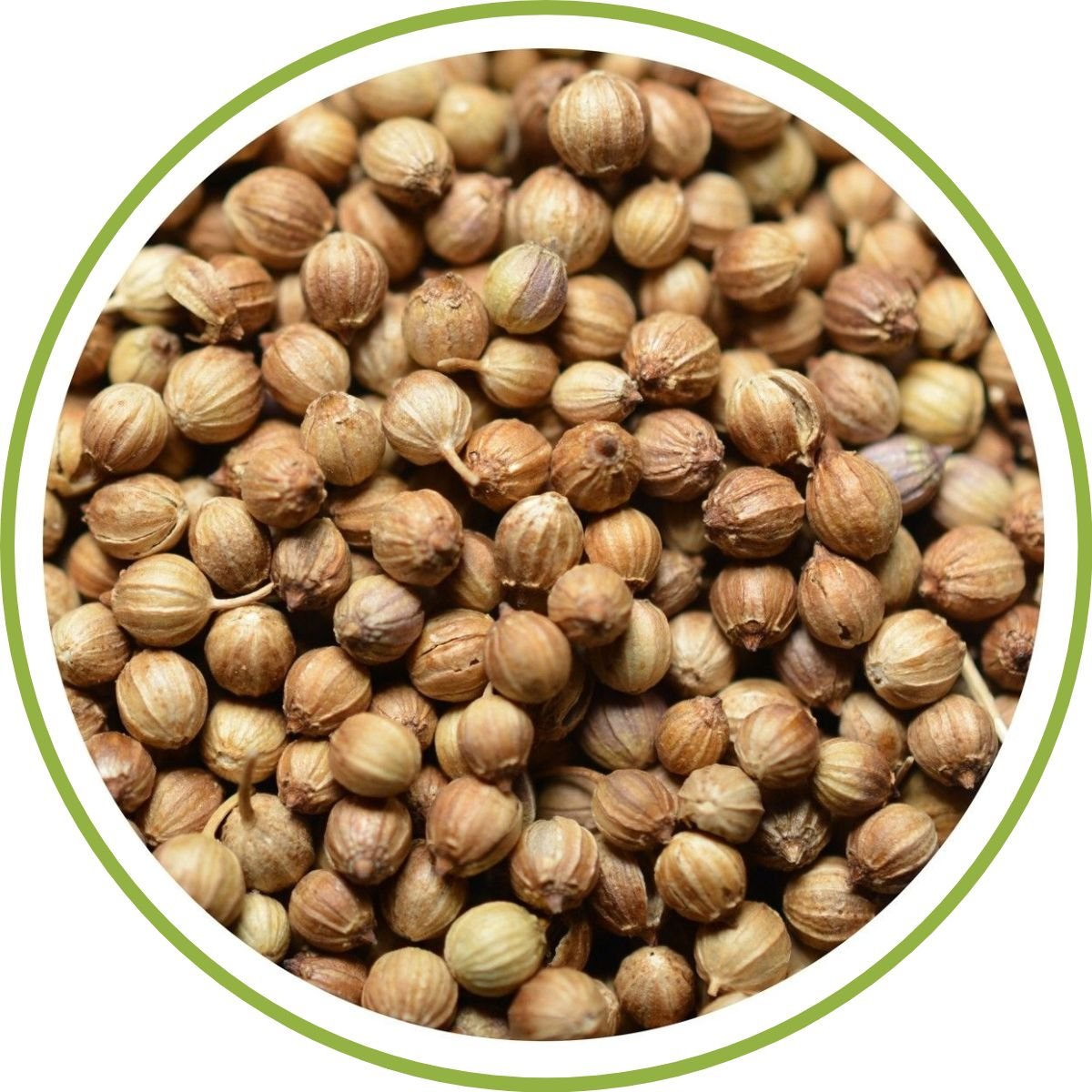 WHOLE CORIANDER SEEDS