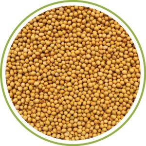 YELLOW MUSTARD SEEDS