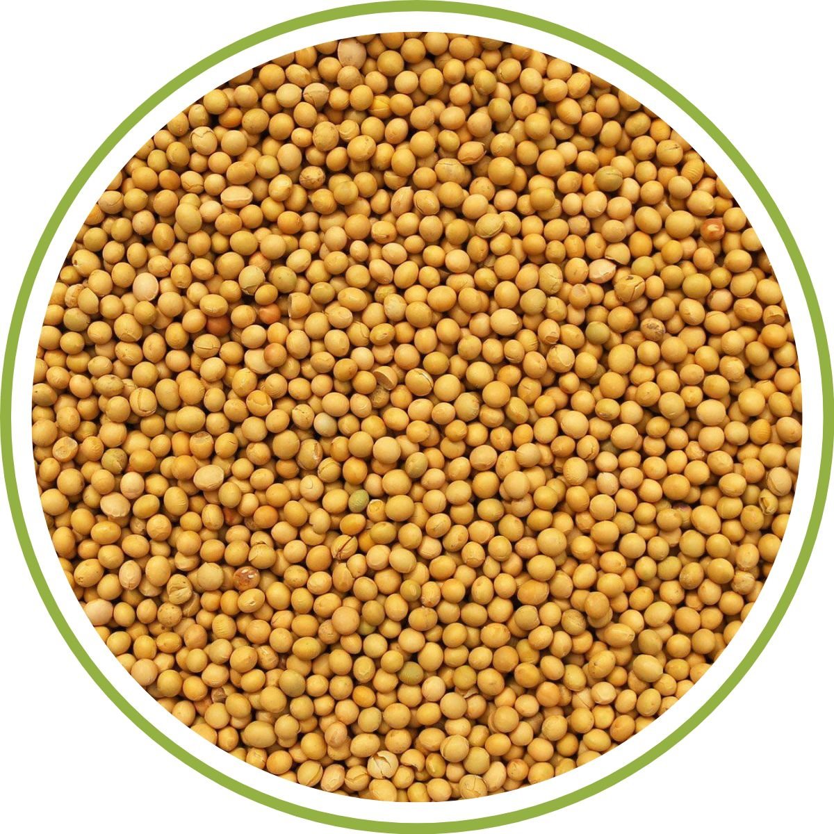 YELLOW MUSTARD SEEDS
