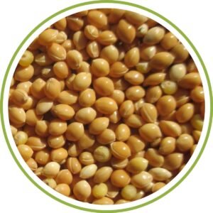 YELLOW MILLET